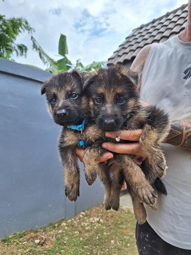 Adorable German Shepherd Puppies - Ready now !