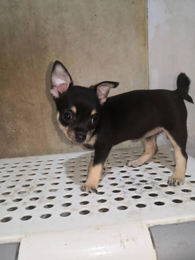 ลูกสุนัขชิวาว่า สีดำ เพศเมีย