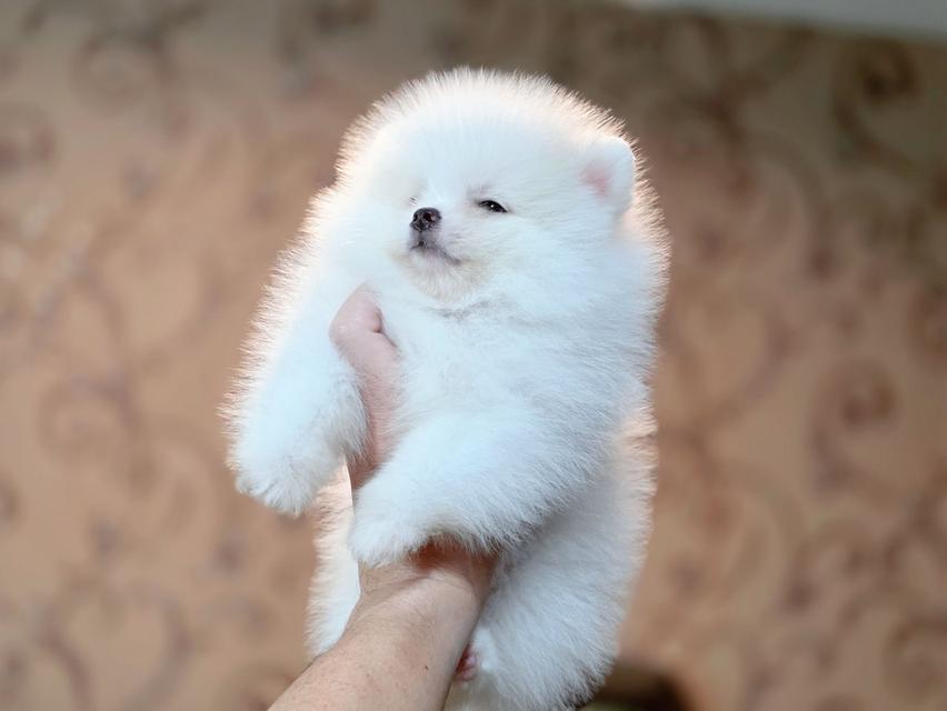 ปอมเมอเรเนียนแท้ พิกัดรามอินทรา 4