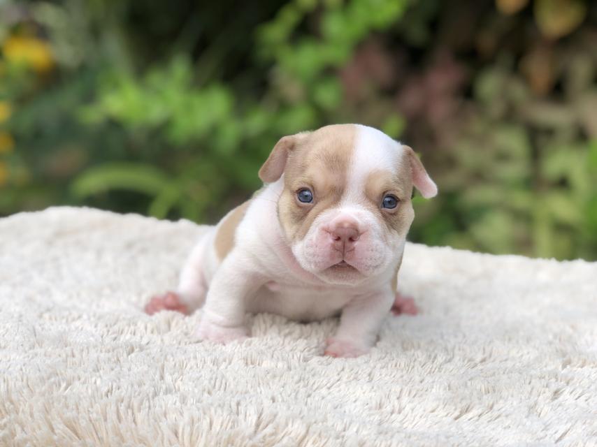 ลูกสุนัขอเมริกันบูลลี่ 5