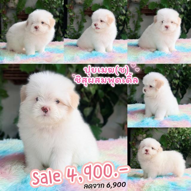 ชิสุผสมพุดเดิ้ล ผู้ สีขาวครีม พิกัดรามอินทรา