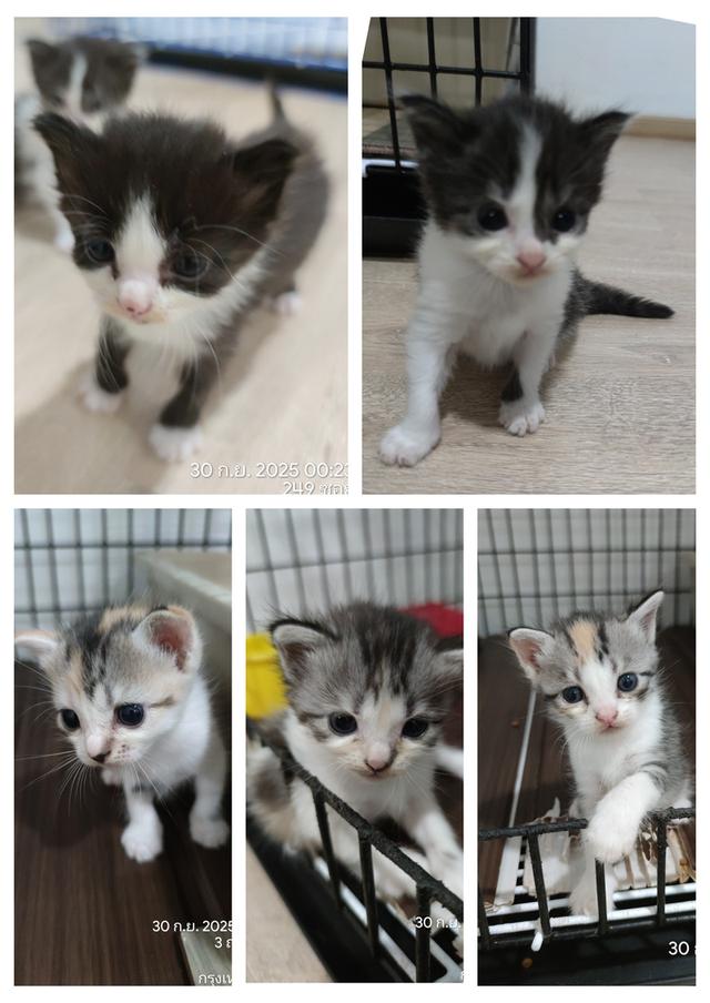 ลูกแมวหาบ้านใหม่