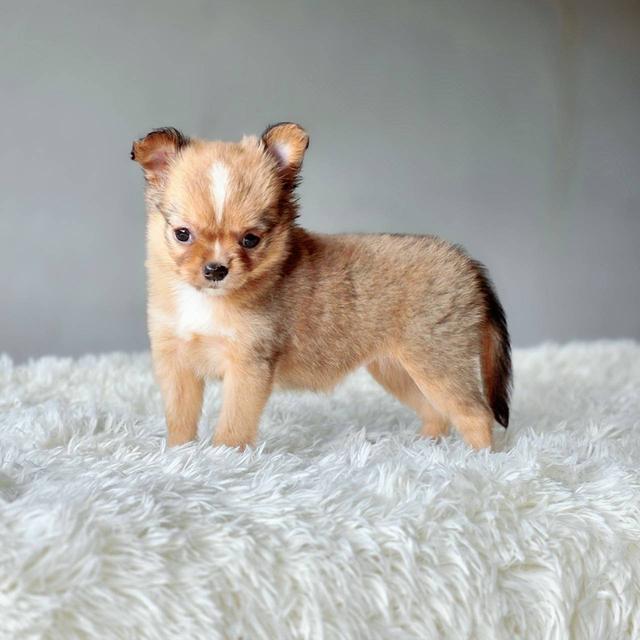 ชิวาวาแท้ขนยาว เพศเมีย รูปที่ 3