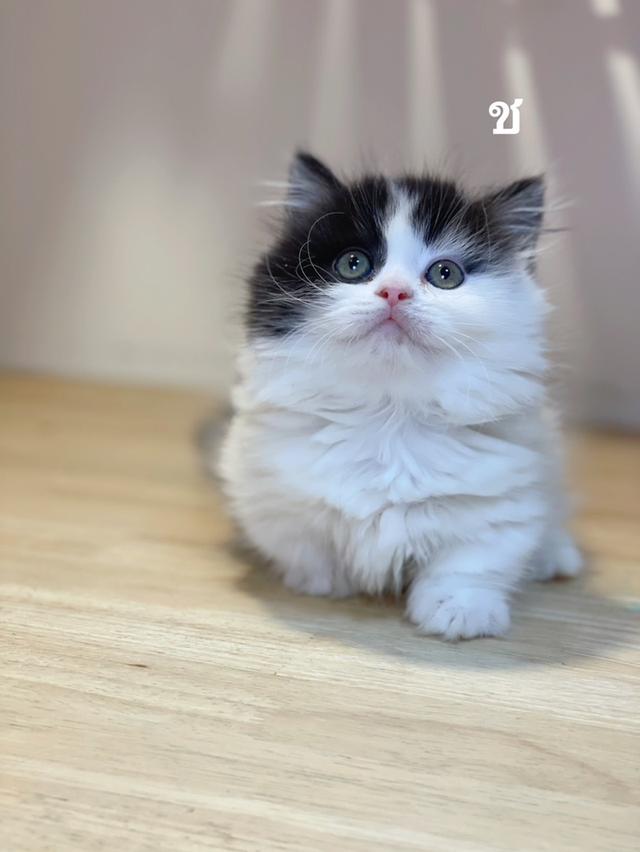 ลูกแมวมันช์กิ้นขาสั้น รูปที่ 8
