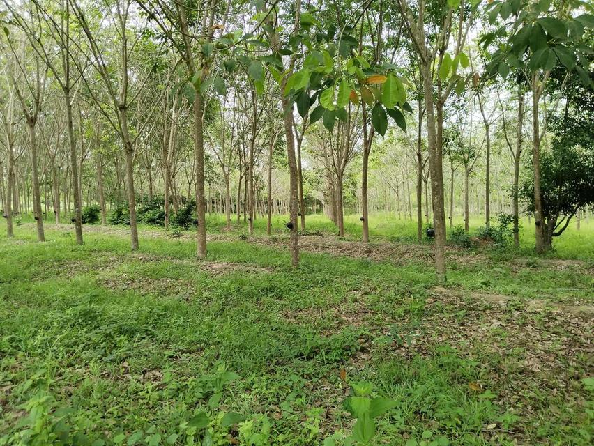 ขายด่วนสวนยางบ้านท่าล้อ ม.3 ต.สะพานไม้แก่น อ.จะนะ จ.สงขลา 6 ไร่กว่า ยางอายุ8 ปี ราคา 2,200,000 บาท