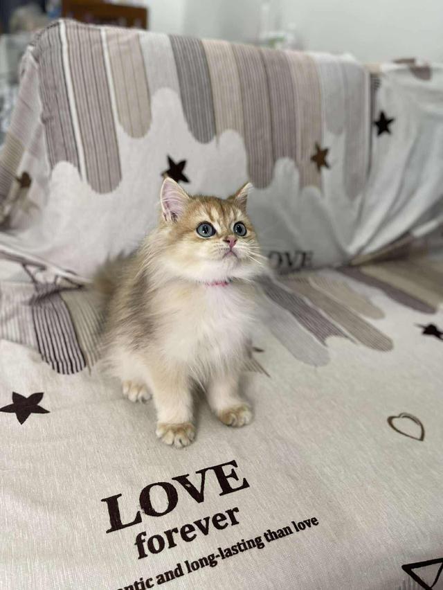 British Longhair WCF 7