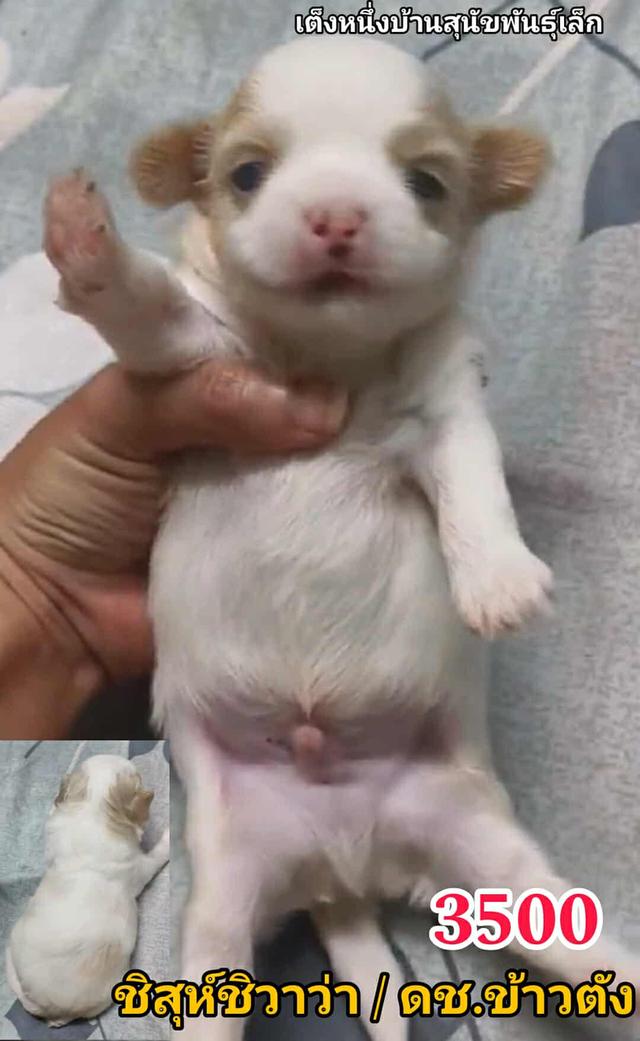 เปิดจอง ชิสุห์ผสม ปอม พุดเดิ้ล ชิวาว่า 15