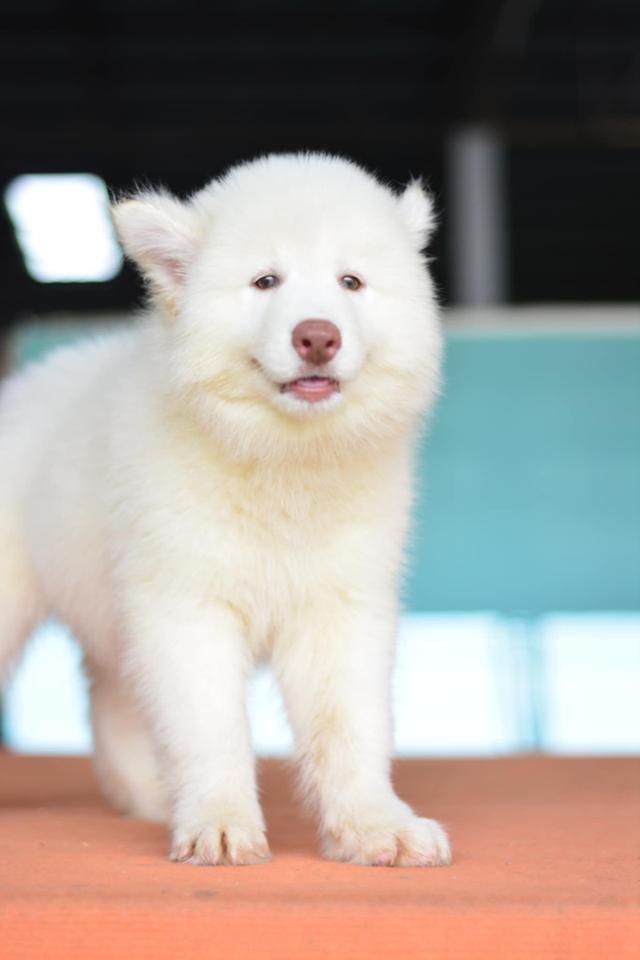 ลูกไซบีเรียน เพศ ผู้สีขาว มีใบเพ็ด