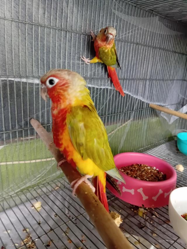 เรดเยลไซไดลูท(กรันชีคคอนัวส์)