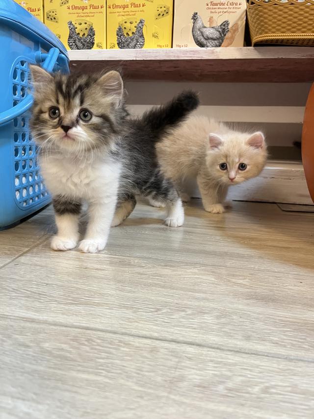 แมวเปอเซียแท้ สีครีม ลายเสือ รูปที่ 1