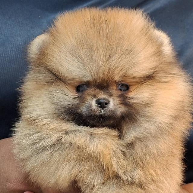 สุนัขพันธุ์ปอมเมอเรเนียน