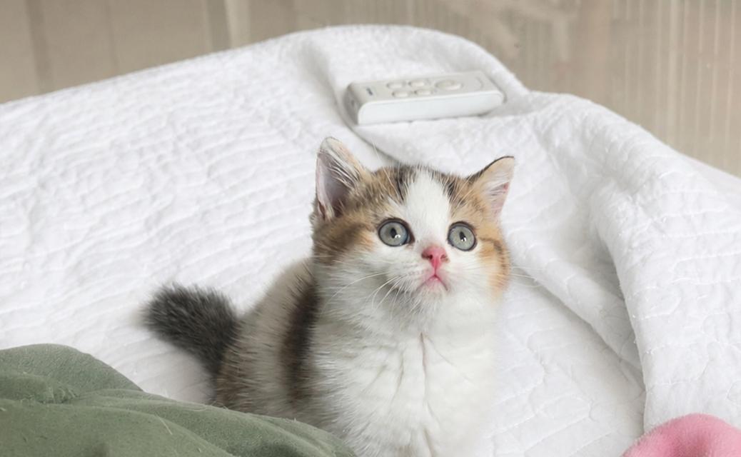 แมวบริติชช็อตแฮร์ British shorthair