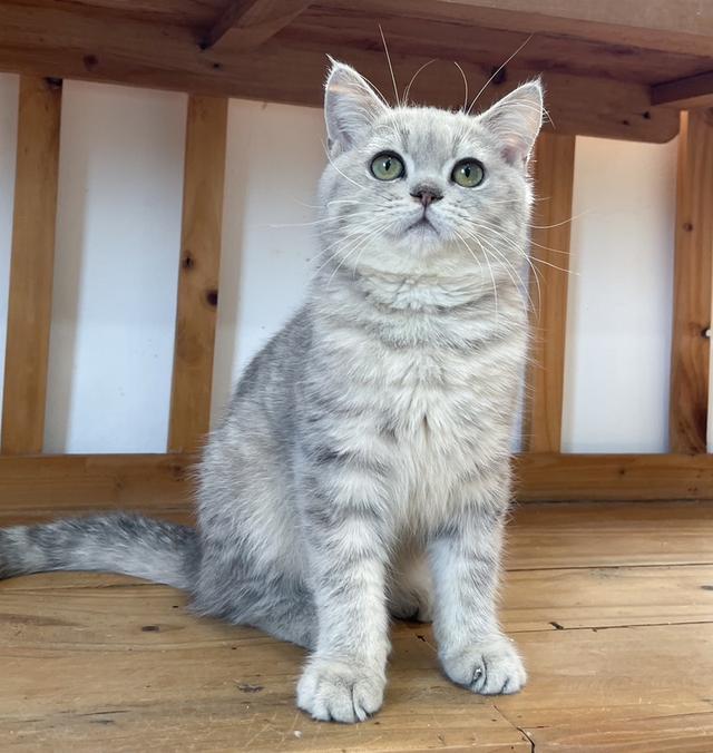 British Shorthair ใบเพ็ด WCF 2