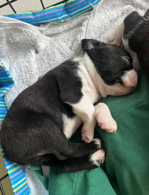 ขาย  Boston Terrier ตัวเล็ก เพิ่งคลอดไม่นาน 2