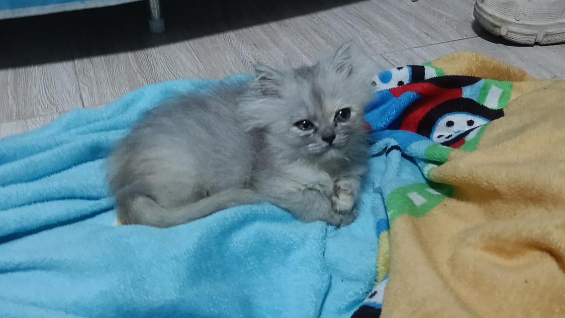 ลูกแมวเปอร์เซีย แท้ๆๆ นนทบุรี รูปที่ 10