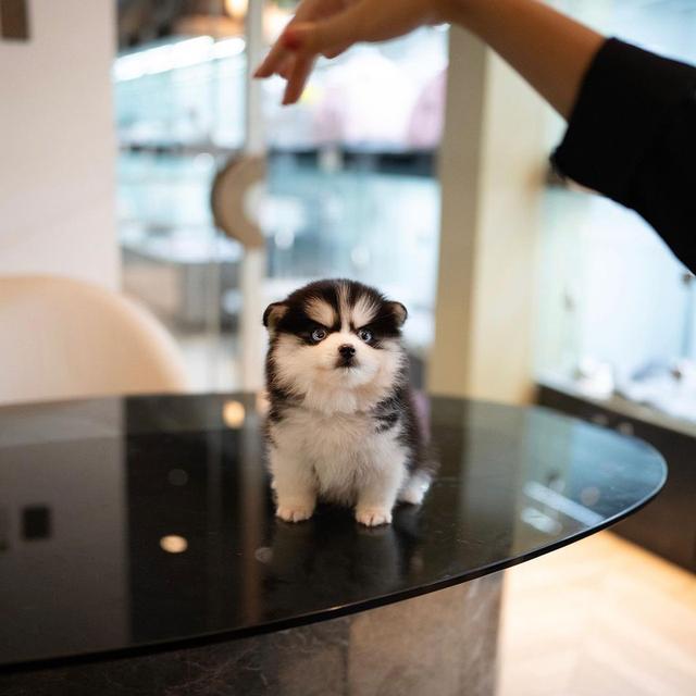 Pomsky Puppies Available รูปย่อยที่ 3