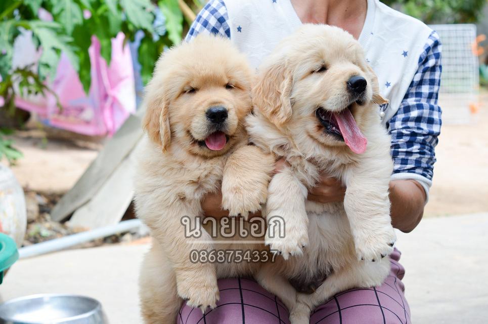 ลูกโกลเด้น รีทรีฟเวอร์ เกรดคุณภาพ สวยๆ น่ารัก โครงสร้างดี 