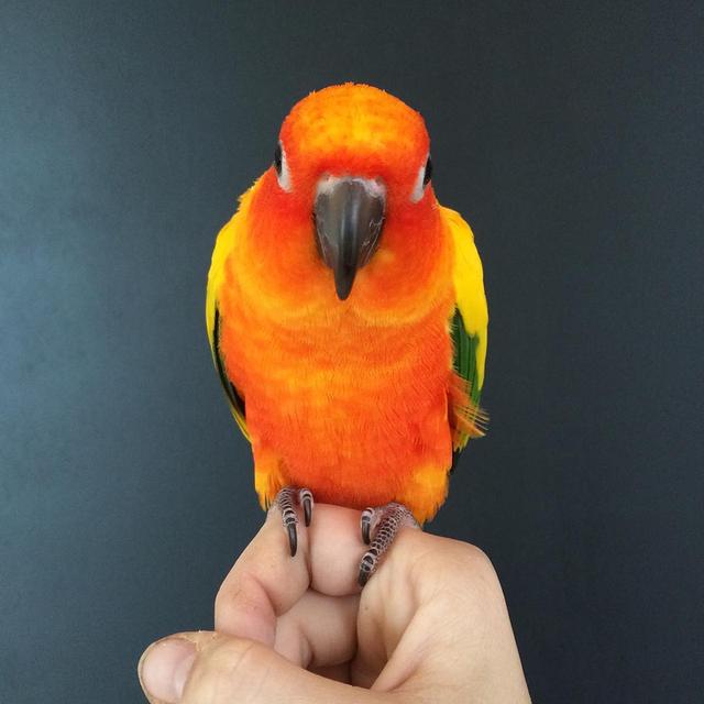 Sun conure Parrots available รูปย่อยที่ 2
