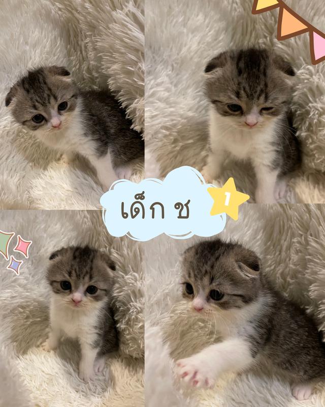 แมวสก็อตติชแท้ ลดค่าเทอม