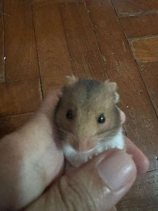 แฮมเตอรน่ารักๆๆๆๆๆๆๆๆ