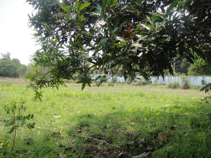 ที่ดินเปล่า แปลงใหญ่ ติดถนน ทำเลทอง ใกล้บิ๊กซี ซูเปอร์เซ็นเตอร์ แม็กซ์โฮม จังหวัดขอนแก่น 8