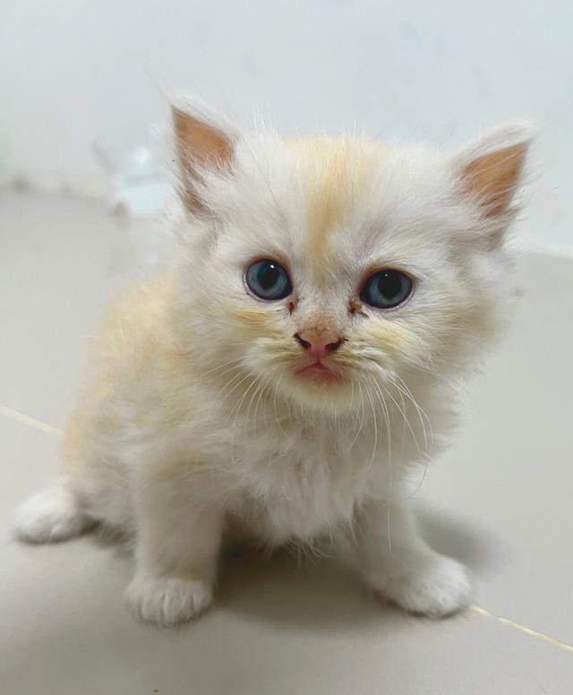 แมวเปอร์เซียแท้ หน้าตุ๊กตา