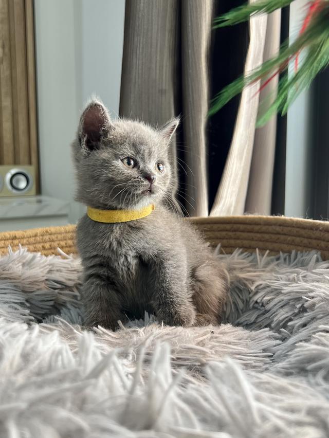 ลูกแมว บริติช ช็อตแฮร์ ใบเพ็ดนอกWCF(British Shorthair) 6