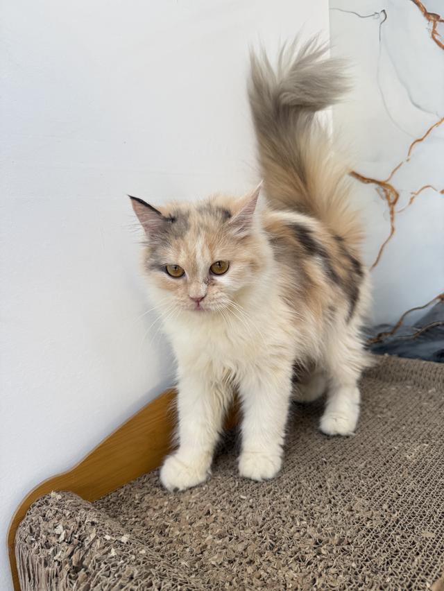 ลูกแมวพันธุ์เปอร์เซีย รูปที่ 7