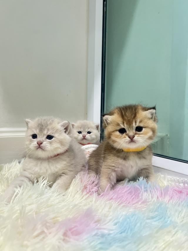 ดช.บริติช 2