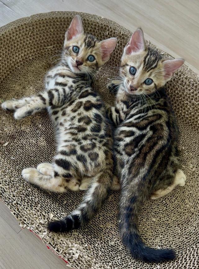 Bengal cat แมวเบงกอล