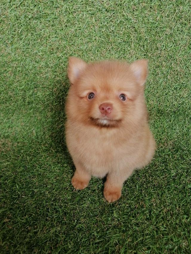 ปอมชิวาว่า ขนฟู กินเก่ง พร้อมย้าย