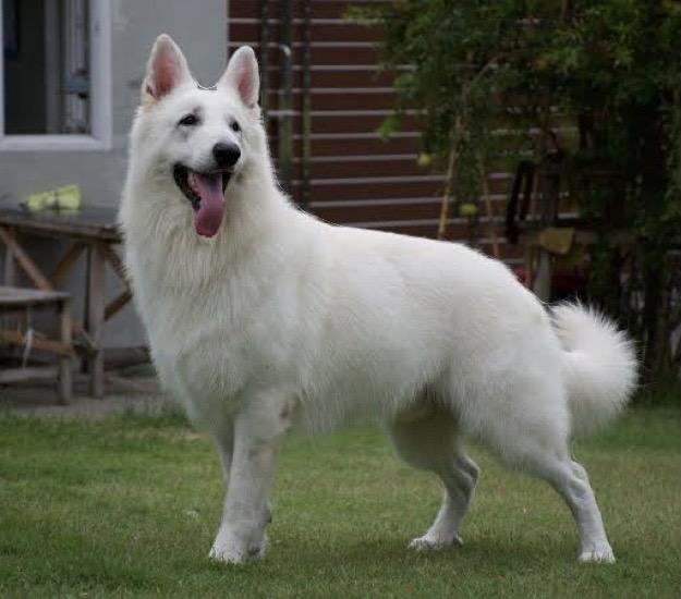 สุนัข เยอรมันสีขาวขนนุ่มฟู 2
