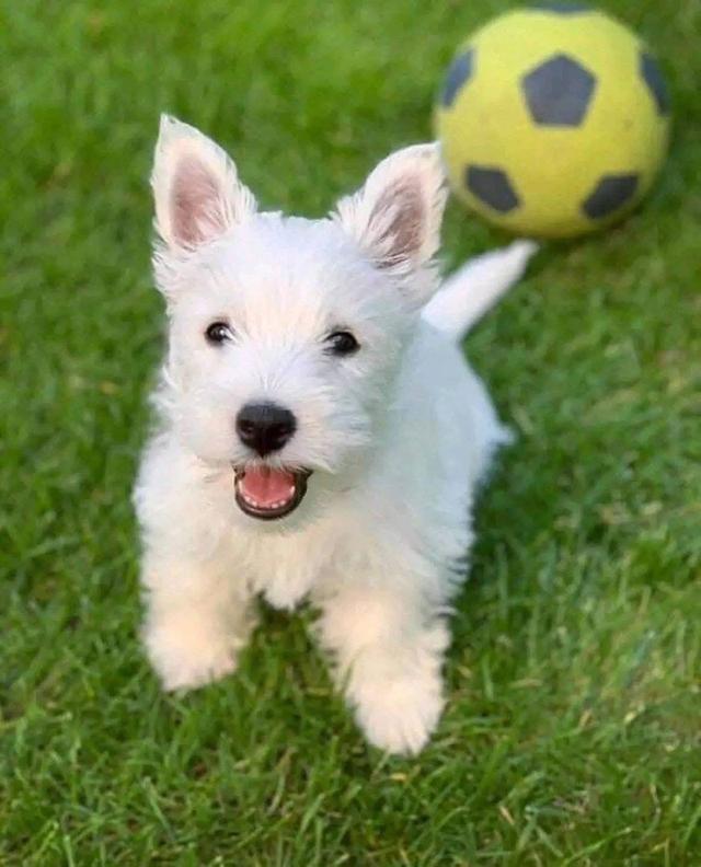 ขายลูกสุนัขพันธุ์ West Highland White Terrier  3