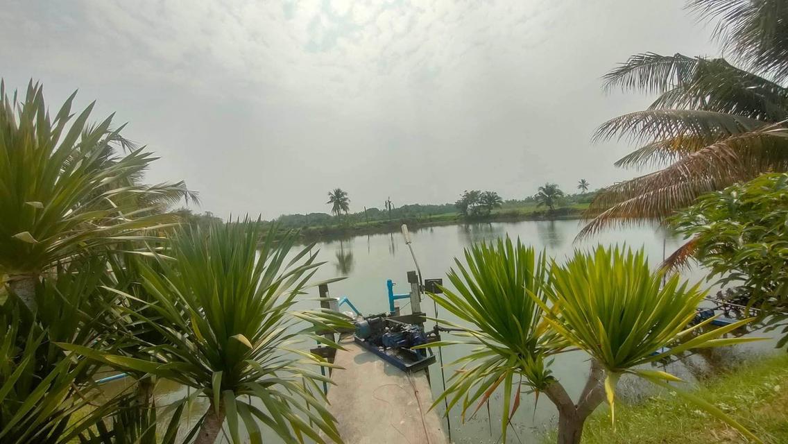 บ้านพร้อมที่ดินแปลงใหญ่ 9