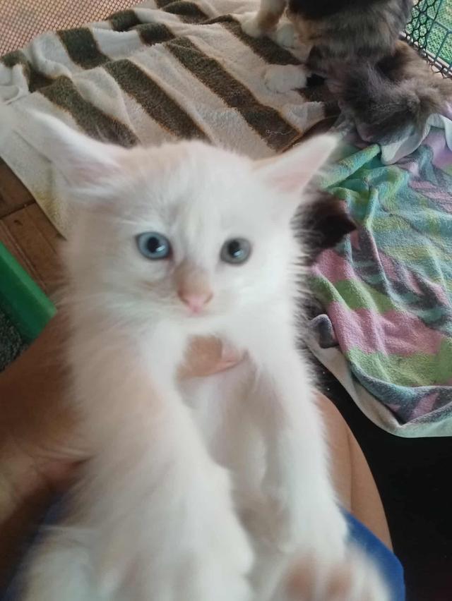 แมว เปอร์เซียขาวมณี