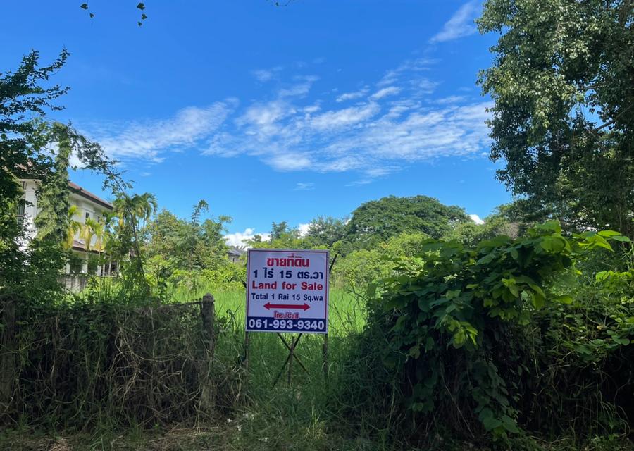 ขายที่ดินแปลงสวย 1 ไร่ 15 ตร.วา เชียงใหม่ Land For Sale 1 Rai 15 Sq.wa Chiangmai  5