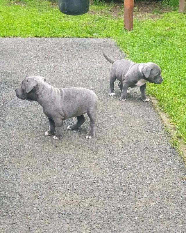 Staffordshire Bull Terrier Puppies For Sale รูปที่ 2