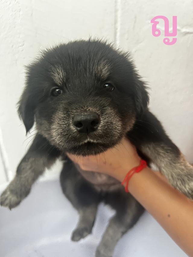 ลูกสุนัขผญสองตัวให้ฟรี รูปที่ 2