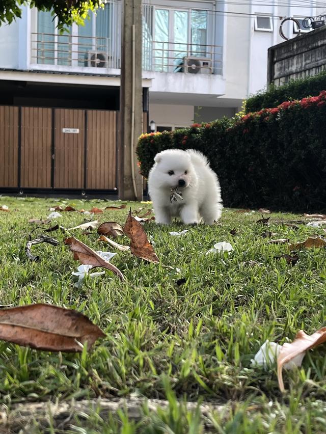 Japanese Spitz (สุนัขพันธุ์สปิตซ์ญี่ปุ่น) 16