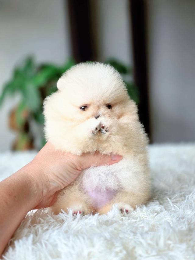 ปอมเมอเรเนียนแท้ เพศเมีย พร้อมย้ายบ้าน รูปที่ 11