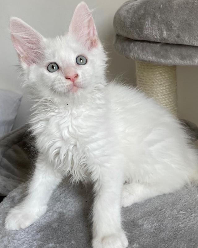 Maine Coon Kittens WhatsApp me : ( +63 985 762 7466 )