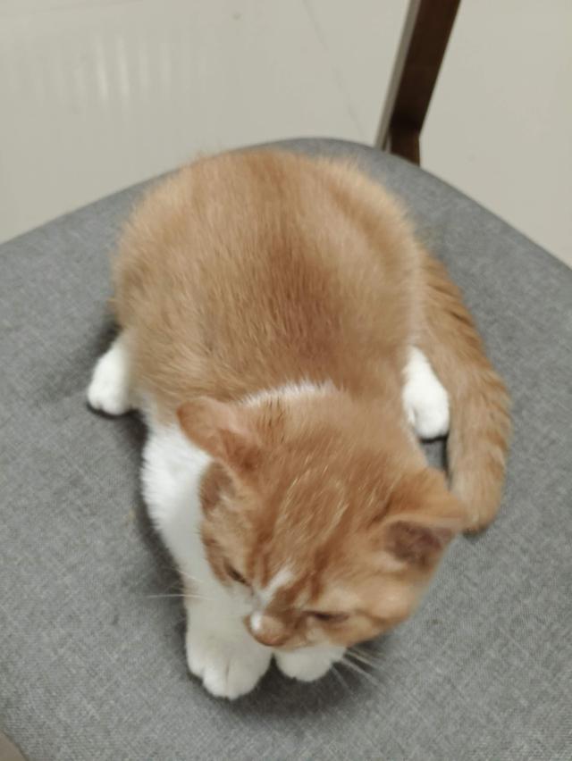 น้องยังไม่มีชื่อสีส้มเข้ม 2