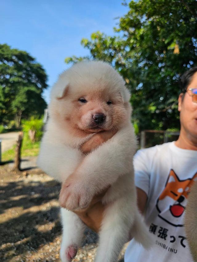 ลูกหมา Dog Akita 2