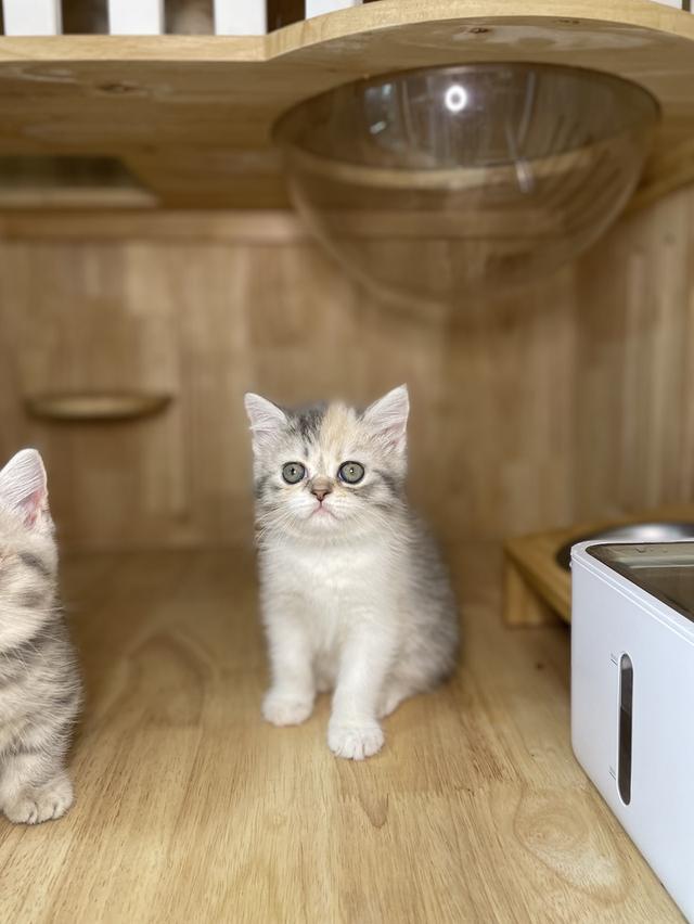 แมวมันช์กิ้นขายาว พร้อมย้าย