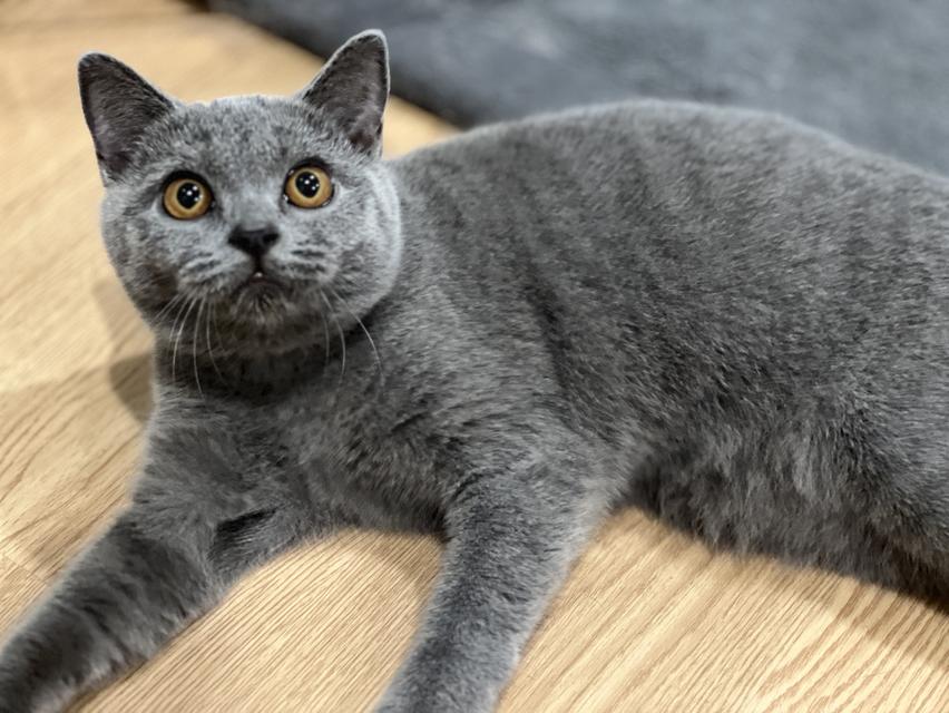 สาวน้อยบริติชสีบลูแท้ 100% รูปที่ 2