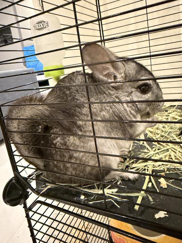 Chinchilla , boy , 1 year , with cage and all supplies