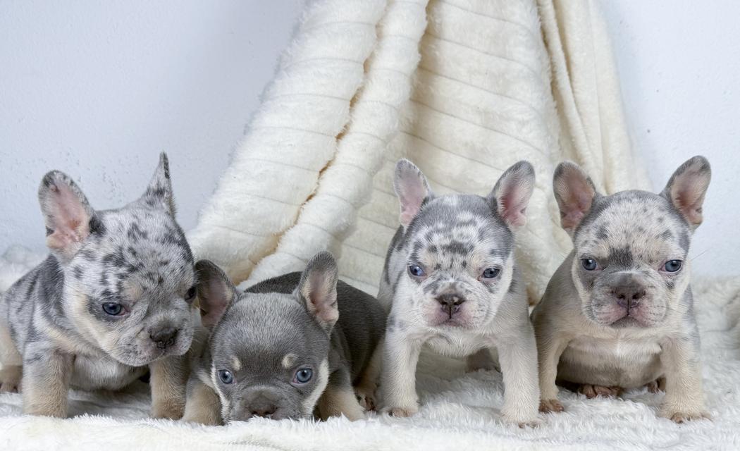 เฟรนช์บลูด็อกสีพิเศษ