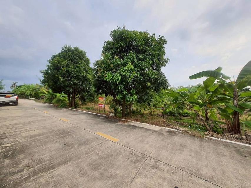 ขายด่วนที่ดินคลองห้า 200 ตารางวา ติดถนนคอนกรีตสาธารณะ ชอย คลองห้า ตต.57 อ.คลองหลวง จ.ปทุมธานี 5