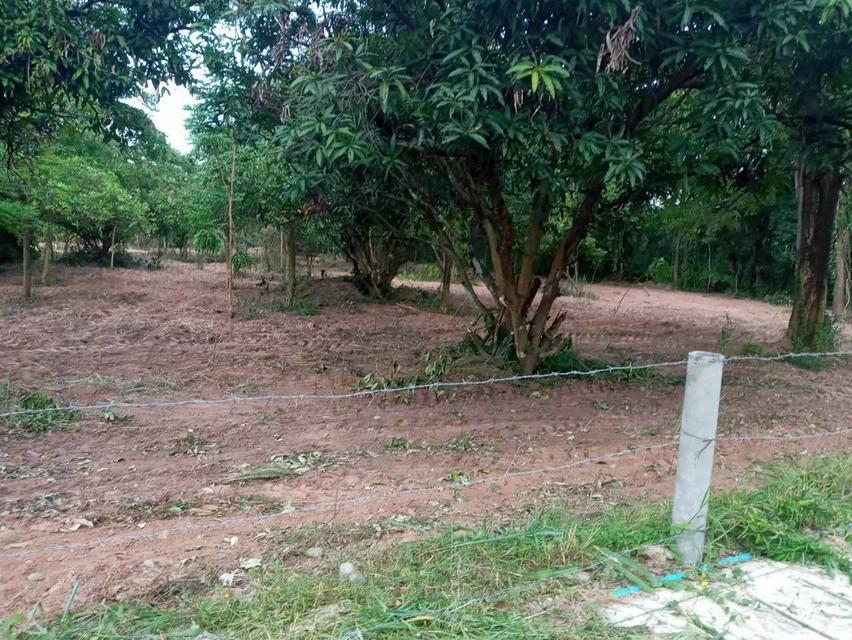ต้องการขายที่ดินเปล่า 5