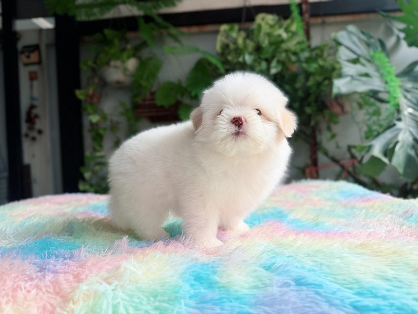 ชิสุผสมพุดเดิ้ล ผู้ สีขาวครีม พิกัดรามอินทรา 6